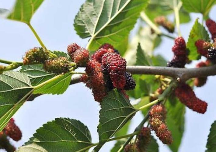 古人为何认为五星连珠预示吉祥,有何科学道理?